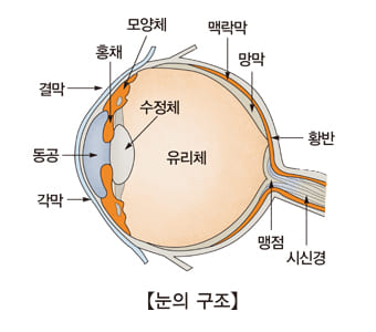 루테인 먹으면 안되는 사람, 루테인 부작용, 루테인 지아잔틴 부작용, 루테인 효능, 황반변성에 좋은 영양제