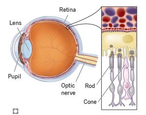 황반변성 치료법, 망막질환, 황반변성 치료제, 황반부종, 당뇨병 치료제