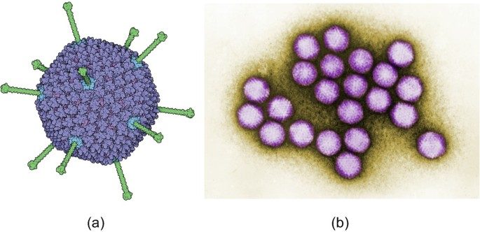 결막염 빨리 낫는 법, 결막염 증상, 결막염 전염, 결막염 걸리는 이유, 결막염 안약